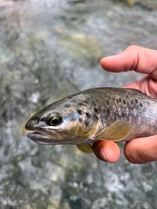 Brown Trout