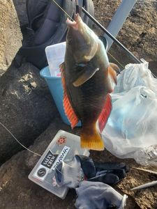 Poisson perroquet