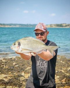 Gilthead Seabream