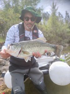 Largemouth Bass