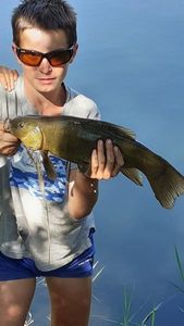 Tench