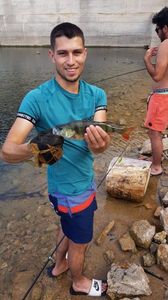 European Perch