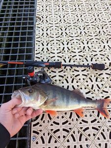 European Perch