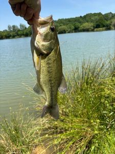 Largemouth Bass
