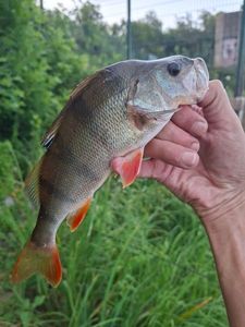 European Perch