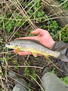 Brown Trout