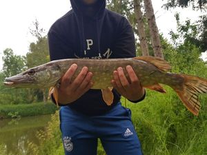 Northern Pike