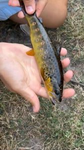 Brown Trout