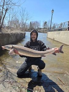Sturgeon