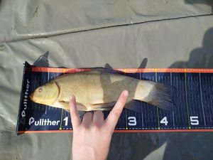 Tench