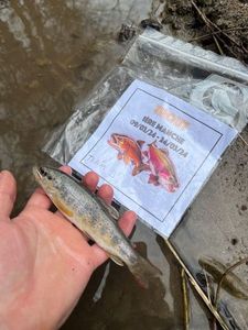 Brown Trout
