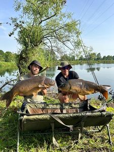 Mirror Carp