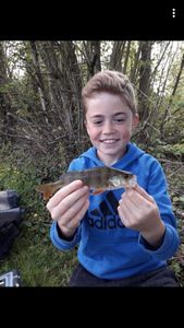 European Perch