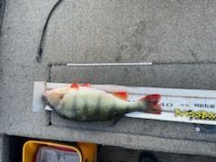 European Perch