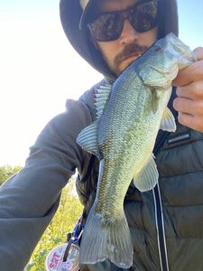 Largemouth Bass