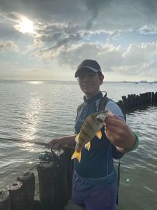 European Perch