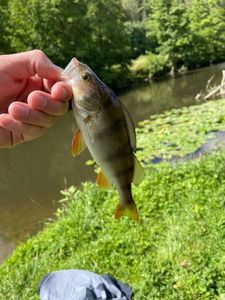 European Perch