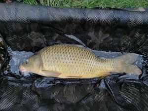 Common Carp