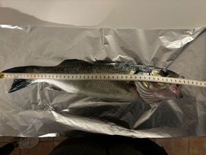 European Bass (Seabass)