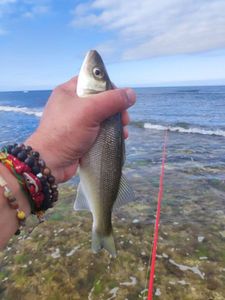 European Bass (Seabass)