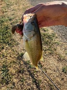 Largemouth Bass