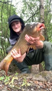 Common Carp