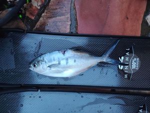 Pompano