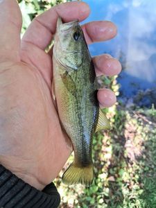 Largemouth Bass