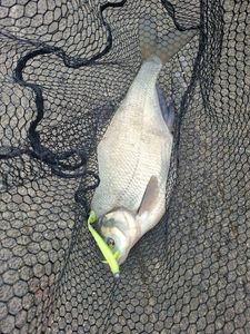 Common Bream