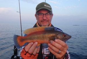 Cuckoo Wrasse