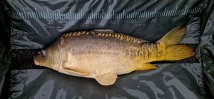 Mirror Carp