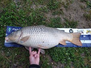 Common Carp