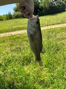 Largemouth Bass
