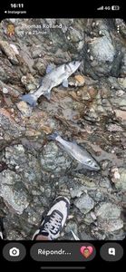 European Bass (Seabass)