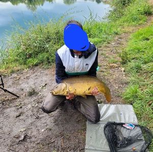 Mirror Carp