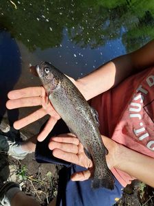 Rainbow Trout