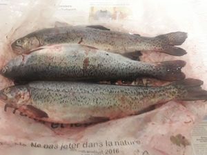 Rainbow Trout