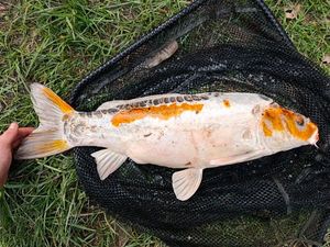 Koï Fish