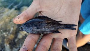 Damselfish