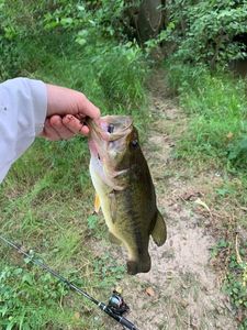 Smallmouth Bass