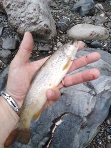 Brown Trout