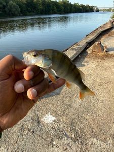 European Perch
