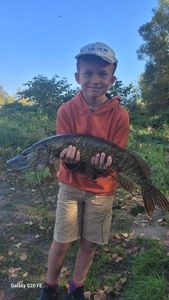 Northern Pike