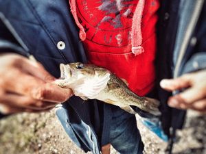 Smallmouth Bass