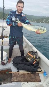 Dolphinfish