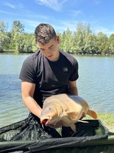 Mirror Carp