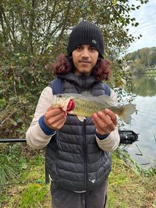 Smallmouth Bass