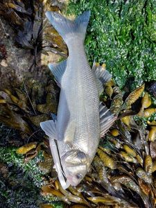 European Bass (Seabass)