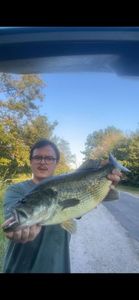 Largemouth Bass