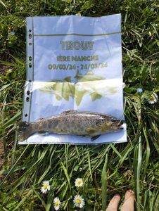 Brown Trout
